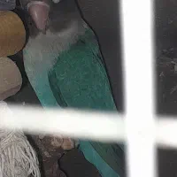 کوتوله نر بالق فروش فوری یا معاوضه با قناری