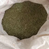 فروش رزماری