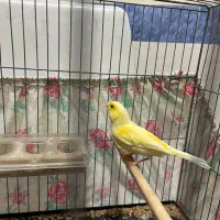 قناری نروماده