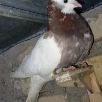 کفتر