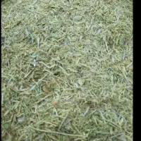 کاه عدس سامان