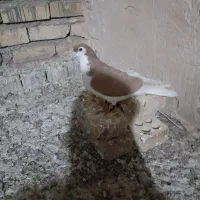 کبوتر|پرنده|اسفراین, |دیوار