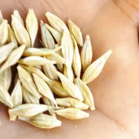 جو بذری درجه یک