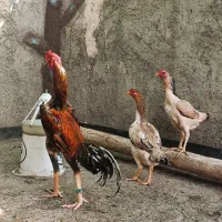 جوجه اوشامو