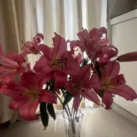 ۲۴عدد لیلیوم