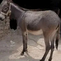 الاغ ماده جوان