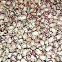 لوبیا چیتی