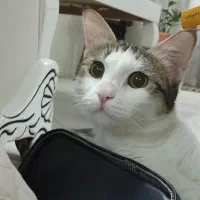 سرپرستی گربه