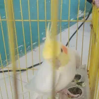 پرنده|پرنده|نقده, |دیوار