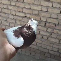 کفتر|پرنده|آشخانه, |دیوار