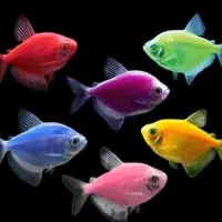 ،کالرویدو،ماهی زبرا،تنگ