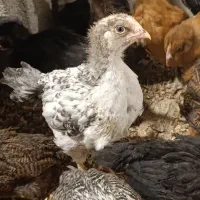جوجه گلپایگانی اصلاح نژاد تخمگذار