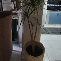 درختچه دراسنا سبز