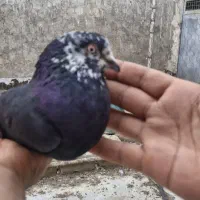 نر کله ماسی و سینه ای