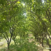 باغ کلاکوب سجاد ۱۲