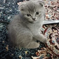 گربه اسکاتیش