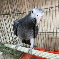 کاسکو دم شرابی پر کلام