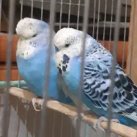 مرغ عشق|پرنده|مسجد سلیمان, |دیوار