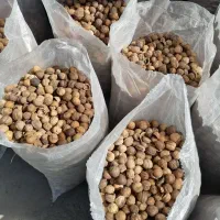 گردو|خوردنی و آشامیدنی|تهران, گمرک|دیوار