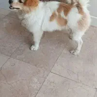 سگ پامر