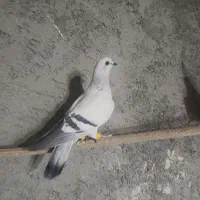 جوجه شامی باخت خورده