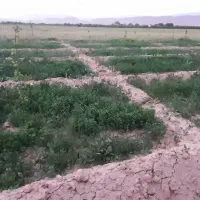 یونجه|لوازم جانبی حیوانات|اسفراین, |دیوار