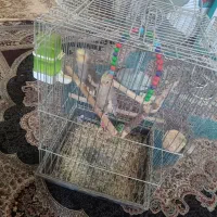دو عدد عروس هلندی نر