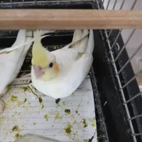 عروس هلندی جفت و جوجه