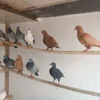کبوتر رنگی نقش کبوتر پرشی کبوتر پلاکی