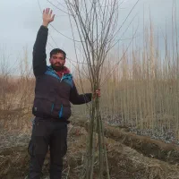 نهالستان غرب