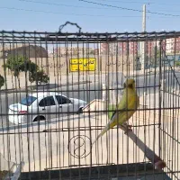 قناری ابلغ بخون