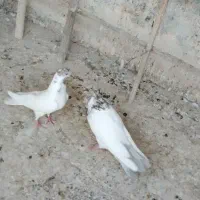 کبوتر