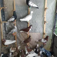 کبوتر رنگی همه نر