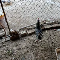 خروس|حیوانات مزرعه|اهواز, زرگان|دیوار