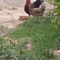 قصاب برای عید قربان