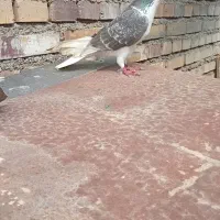 کبوتر ساده ، سینه ، مصری