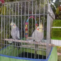 واگذاری دوعدد عروس هلندی