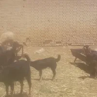 بز و کهره
