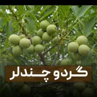 نهال پسته و گردو