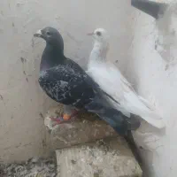 کبوتر