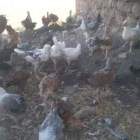 فروشه ۴۰عدد جوجه محلی