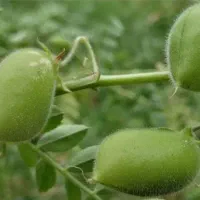 کاه دیم