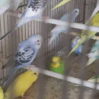 مرغ عشق مخلفه
