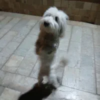 سگ شیتزو پامرماده جهت واگزاری به خانم