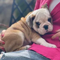 سگ انگلیش بولداگ اصیل نر