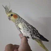 عروس هلندی ماده و چند جوجه