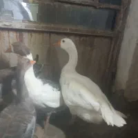 یک جفت غار
