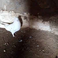 کبوتر