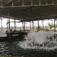 پرورش-ماهی