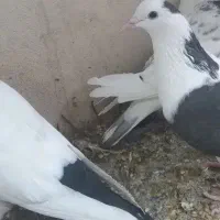 سلام ۴تا کفتر